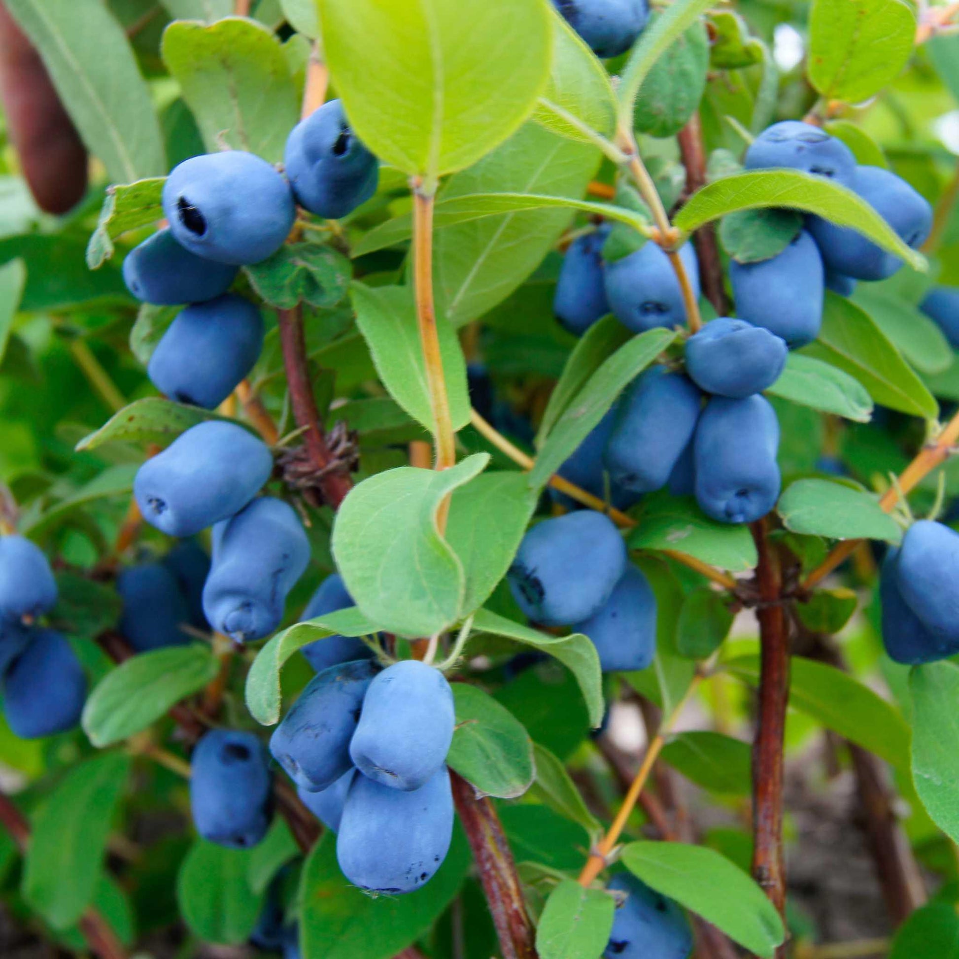 Maibeeren Pflanzen Honigbeere Lonicera kamtschatica - Flora Boost