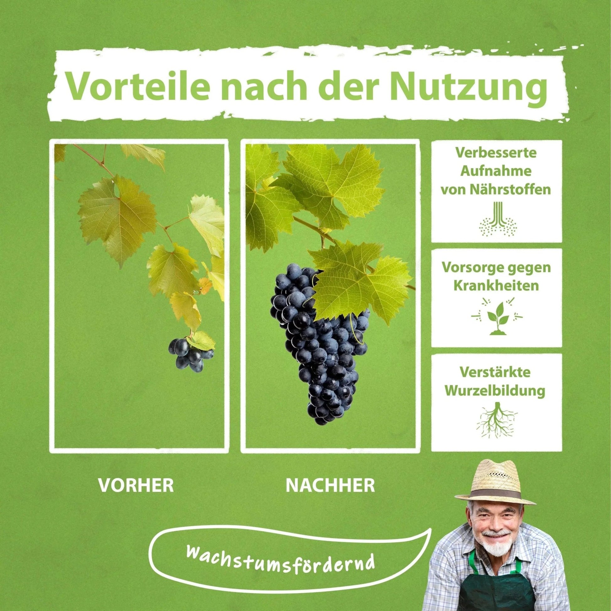 Weinreben Dünger von Flora Boost – gesundes Wachstum Flüssigdünger - Flora Boost