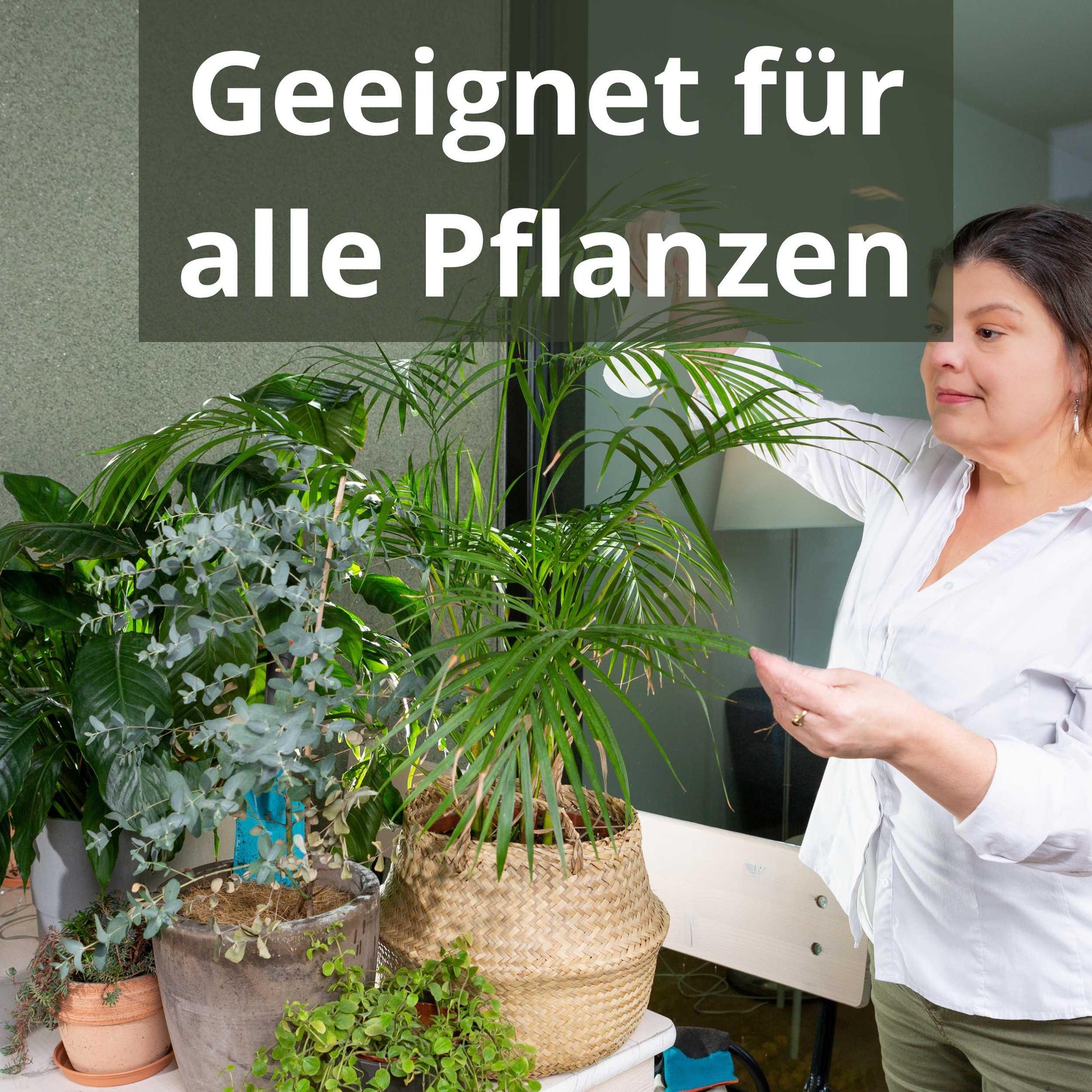 Zimmerpflanzen Blattdünger Flüssigdünger von Flora Boost - Flora Boost