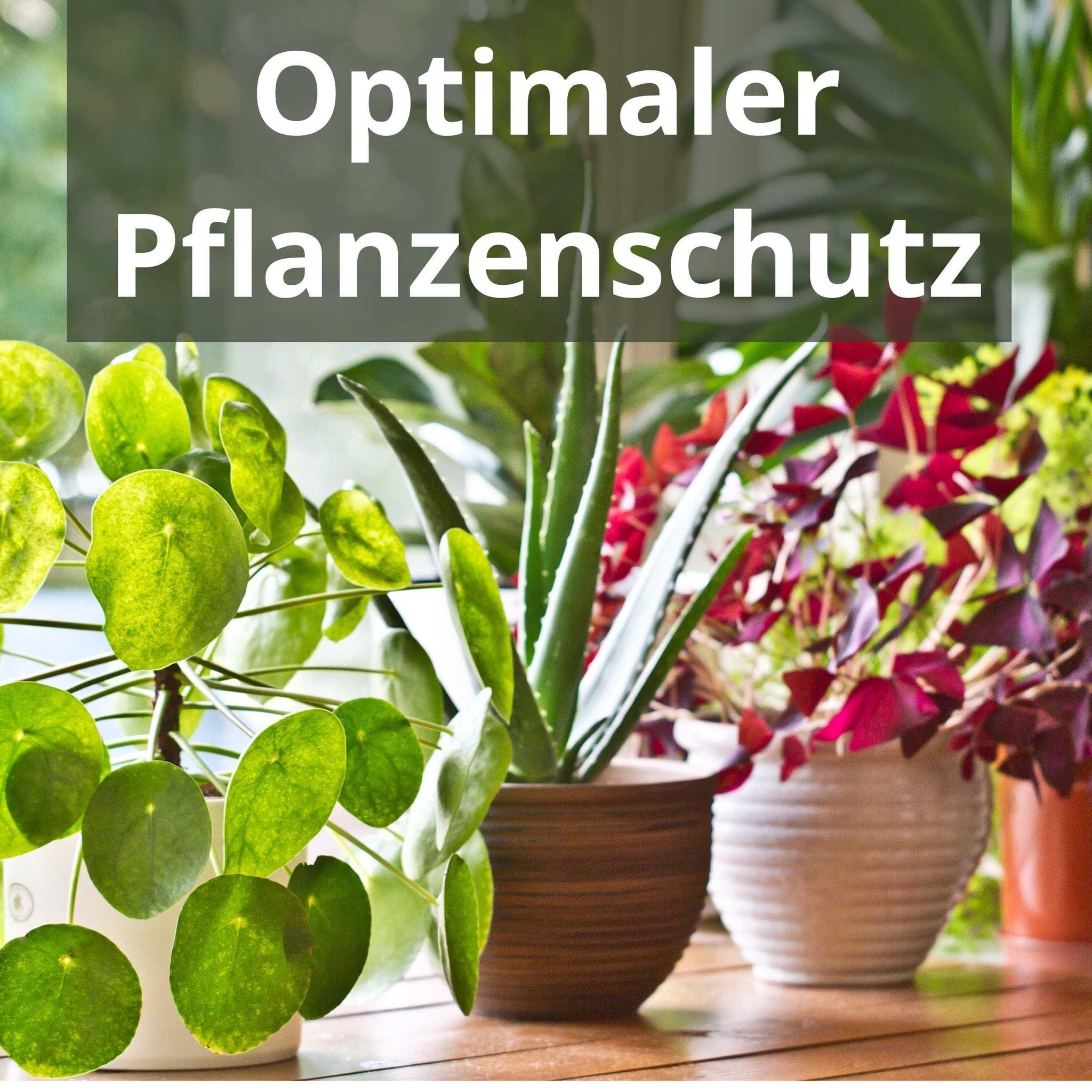 Zimmerpflanzen Blattdünger Flüssigdünger von Flora Boost für gesunde  Pflanzenpflege