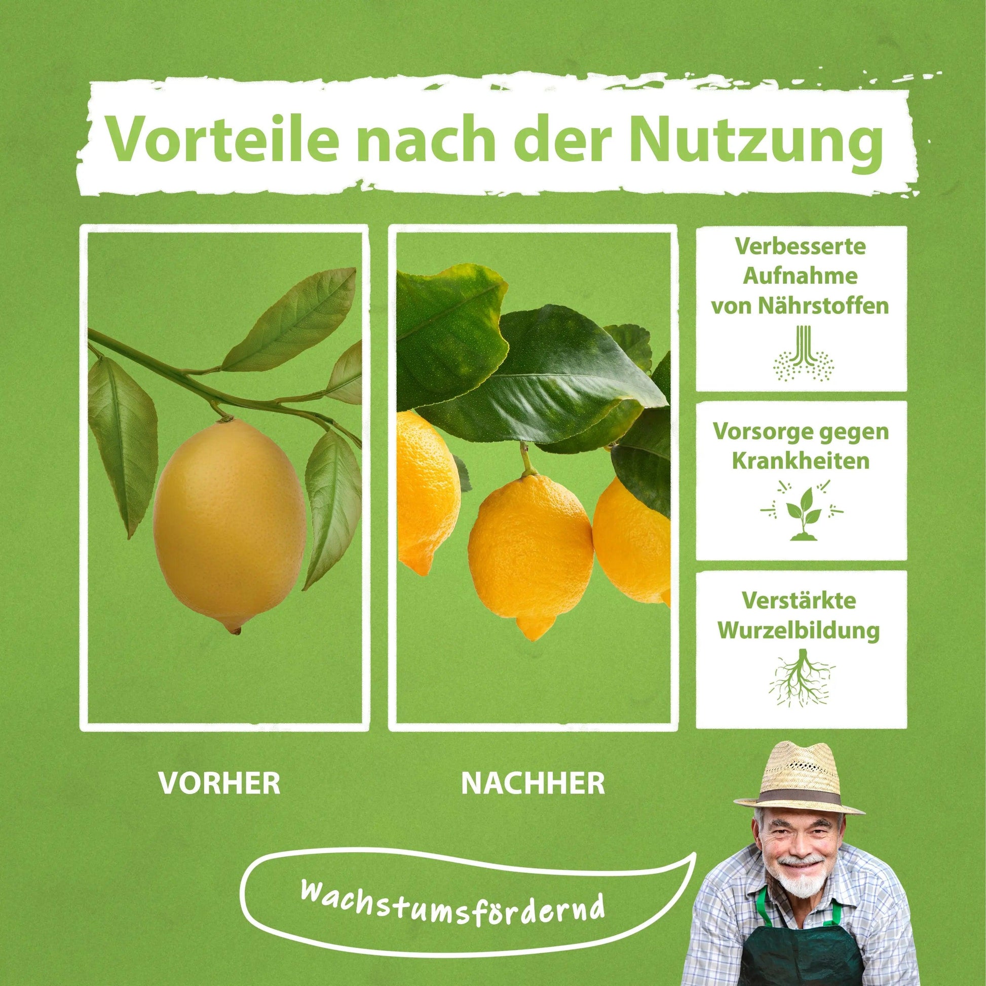 Zitrusdünger Orangenbaum Zitronenbaum Dünger Flora Boost - Flora Boost